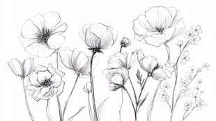 黑白花卉线描插画