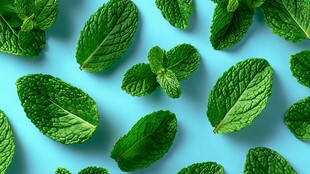 清新薄荷叶 蓝色背景特写