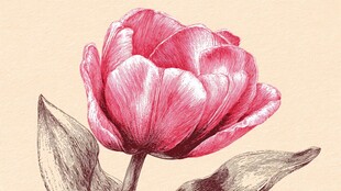 手绘粉色郁金香花朵图