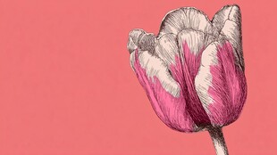 手绘粉白相间郁金香花朵