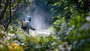 果园工人喷洒农药作业