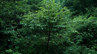 绿意盎然的森林树木景观