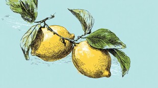 手绘枝头双柠檬