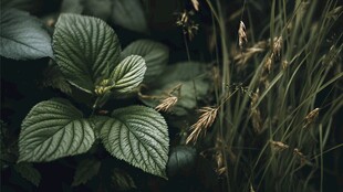 深绿背景下的鲜嫩叶片