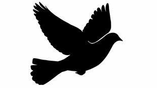 飞翔的鸽子剪影