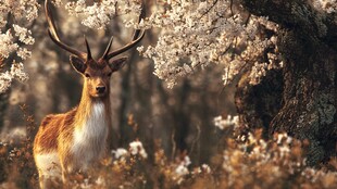 春日林间优雅的梅花鹿