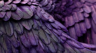 梦幻紫色羽翼细节特写