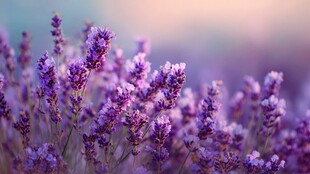 浪漫薰衣草花海特写