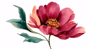 手绘艳丽单枝红粉色花朵