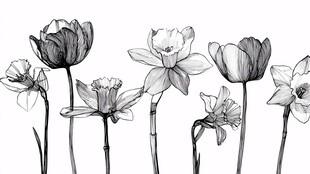黑白花卉线描插画