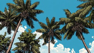 蓝天椰树 热带风情景致