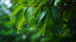 雨后绿叶挂水珠