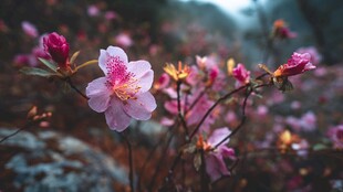 娇艳绽放的野生粉色杜鹃花