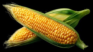 新鲜玉米棒特写