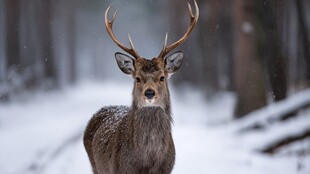 雪林中的雄鹿