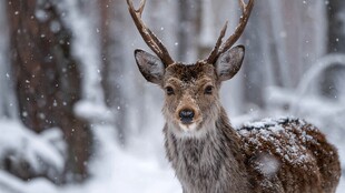 雪林中的雄鹿