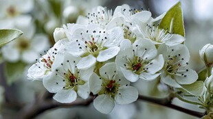 梨花绽放 尽显春日之美