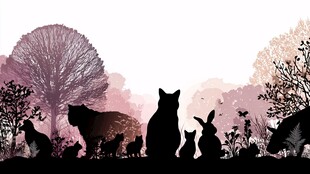 森林中动物们的静谧剪影