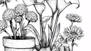 黑白花卉盆栽线描图