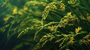 金黄稻穗 绽放生机与希望