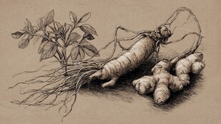 人参与姜的精致素描图