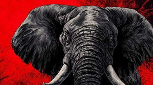 红色背景下的威严大象
