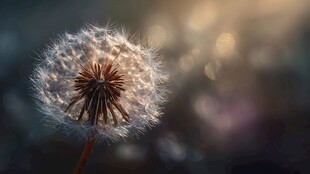 蒲公英的梦幻光影瞬间