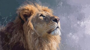 威严雄狮仰望天际