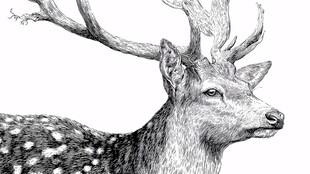 手绘梅花鹿头部特写