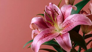 粉色优雅百合花特写