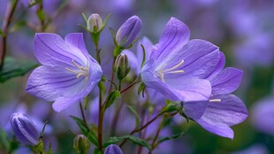 紫色风铃花绽放之美
