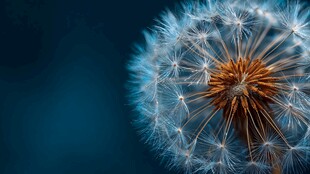 梦幻蒲公英特写