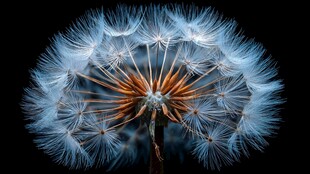 梦幻蒲公英 绽放生命之美