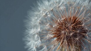 梦幻蒲公英特写