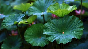 翠绿荷叶生机盎然