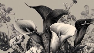 黑白马蹄莲花卉插画