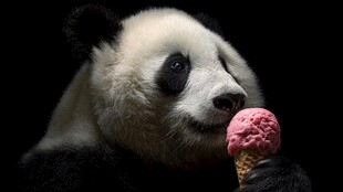 熊猫惬意享用粉色冰淇淋