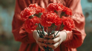 手持艳丽康乃馨的美好画面