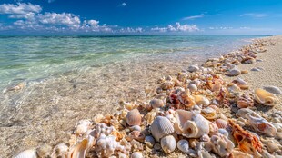 海边贝壳滩 清新自然美景