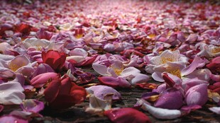 浪漫满地玫瑰花瓣