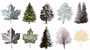 手绘树木与枫叶素材集合