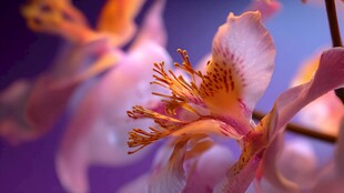 梦幻粉色花朵特写