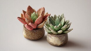 两盆精致多肉植物小盆栽