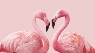 粉色火烈鸟的浪漫姿态