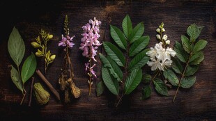 多样植物花卉静物展示