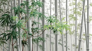 清幽竹林 绿意盎然