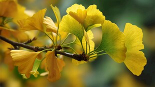 金黄银杏叶 尽显秋之韵