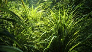 阳光下的翠绿草丛