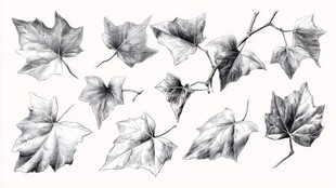 手绘黑白枫叶素材集合
