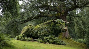 树旁青苔覆盖的公牛雕塑